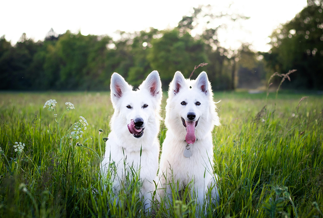 5 claves para mejorar la alimentación diaria de tu perro
